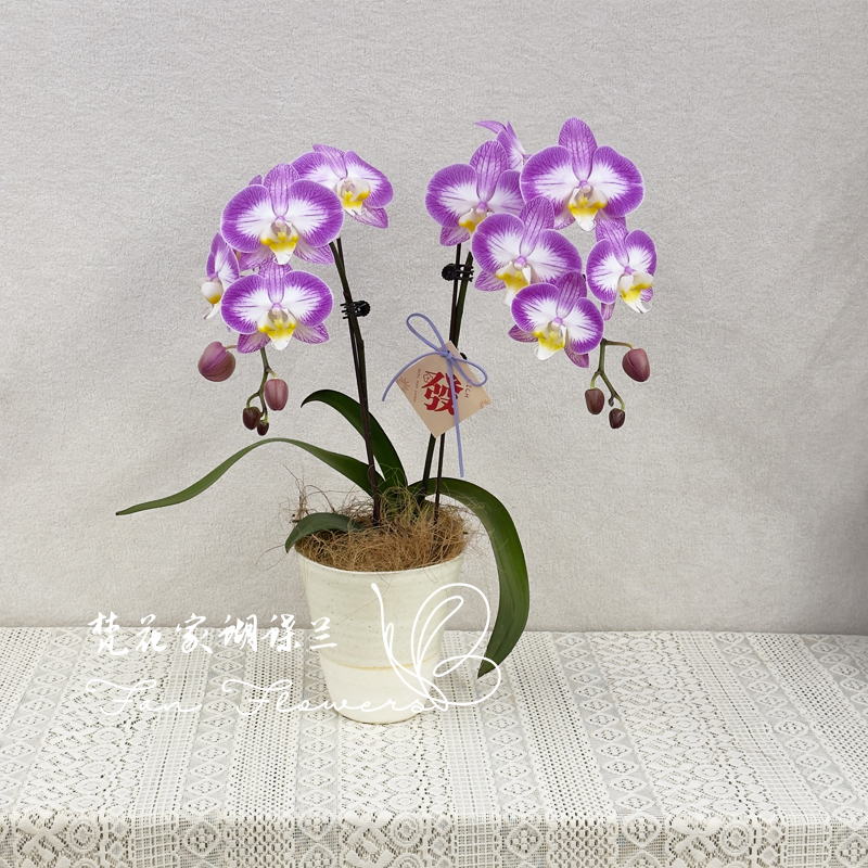 蝴蝶兰【斯普利特】3.5寸花苗带花带花苞桌面盆栽室内盆栽客厅盆栽