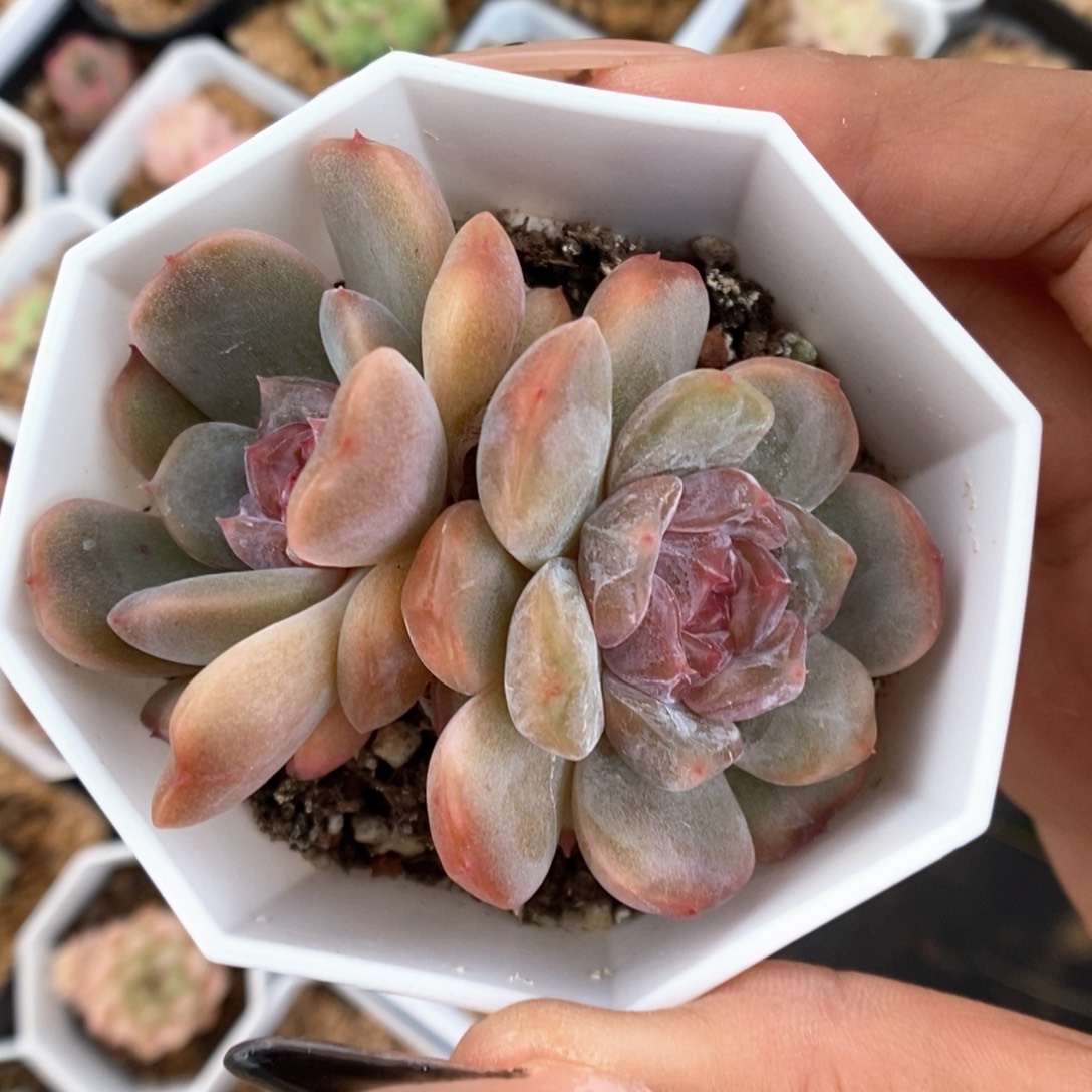 红色恋人可拍860号