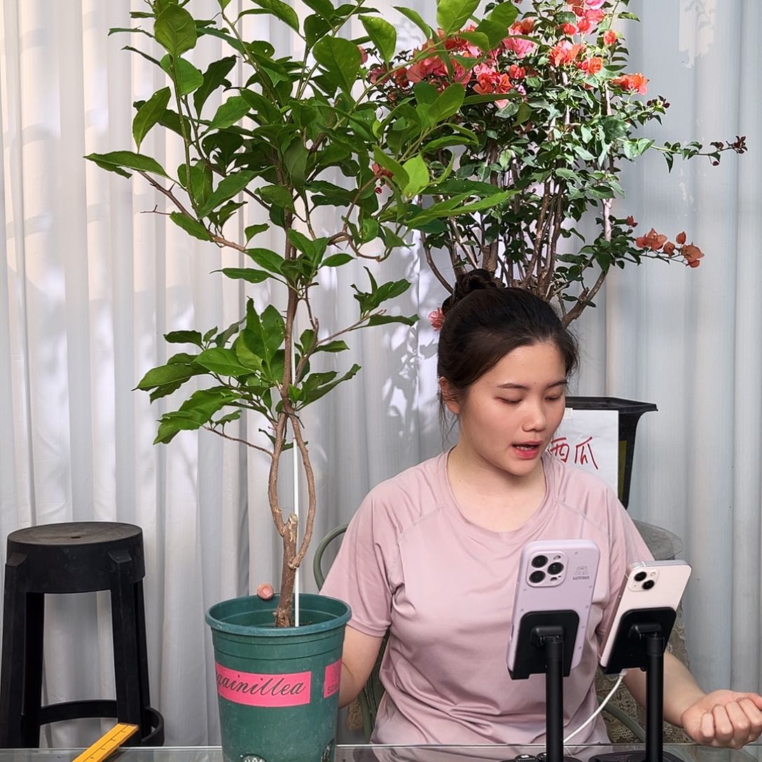 当前无花栽培后可以开花变色龙带竹一颗