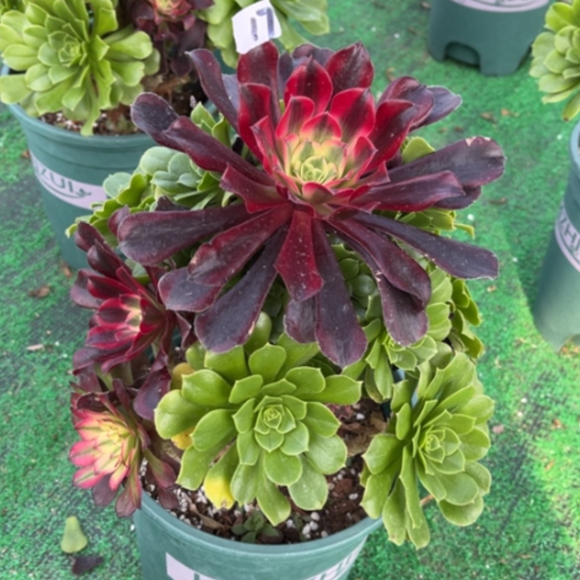 【闪购商品】17嫁接多肉法师