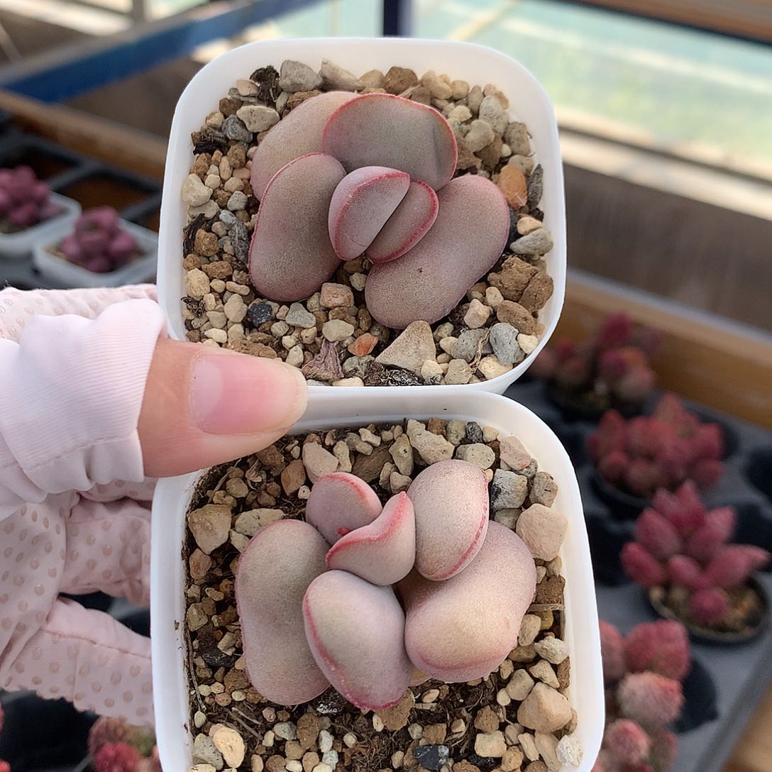 福利红蛋2盆88888888