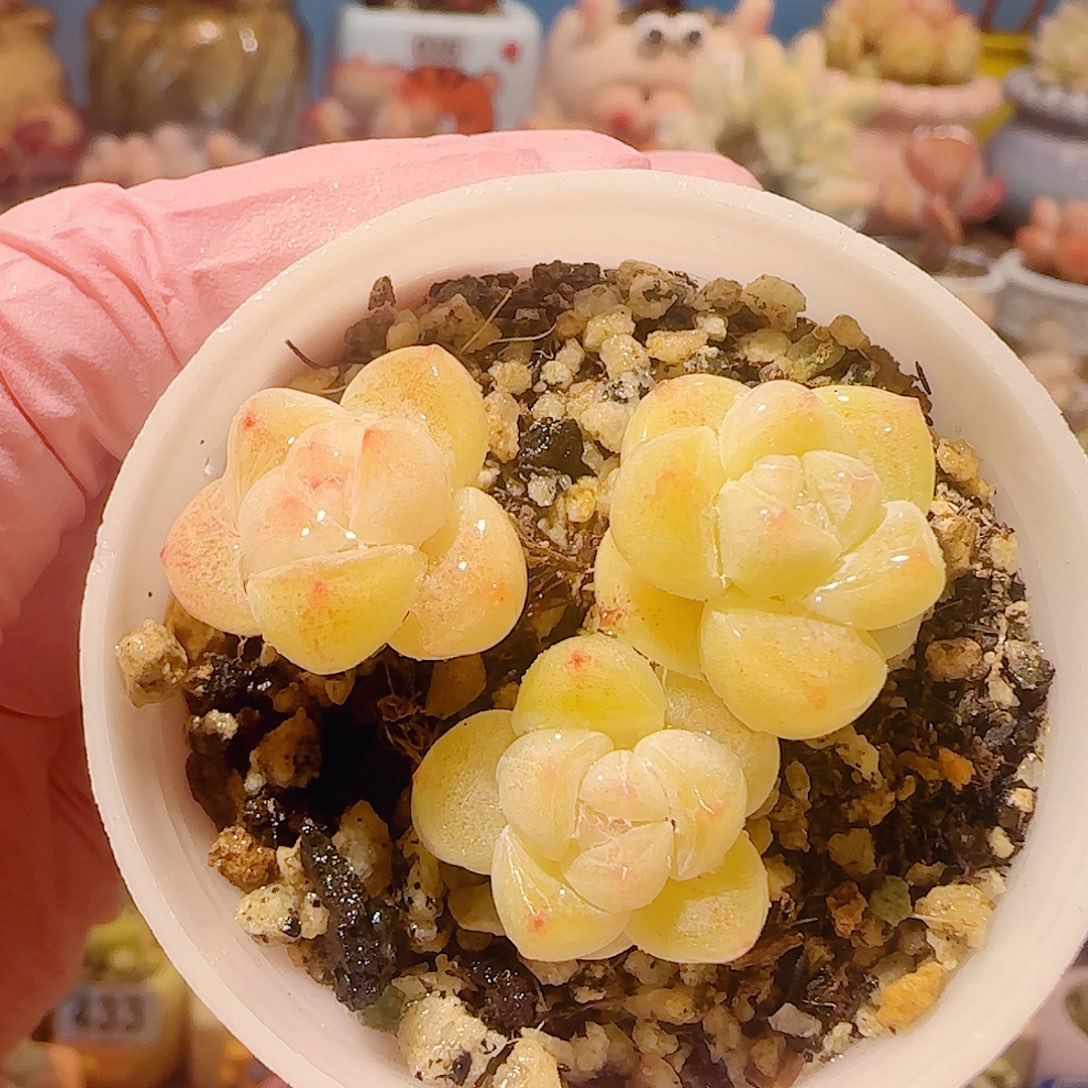 T奶油冰玉盆口3.5cm