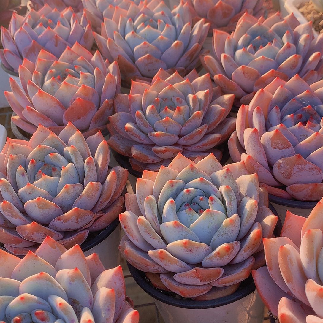 雪茶34567899000000