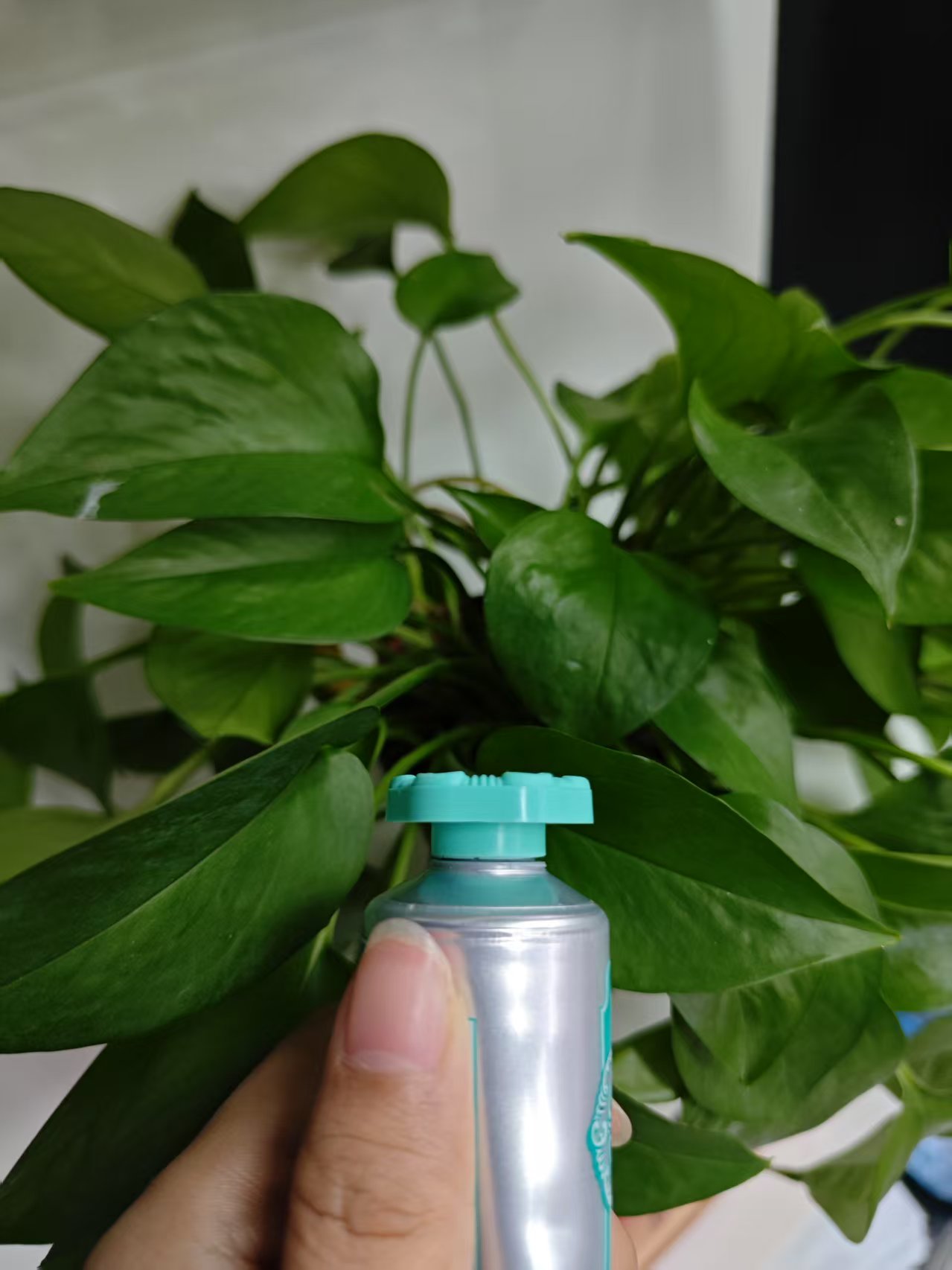 【言言分享牙膏】清新口气绿意水语薄荷牙膏