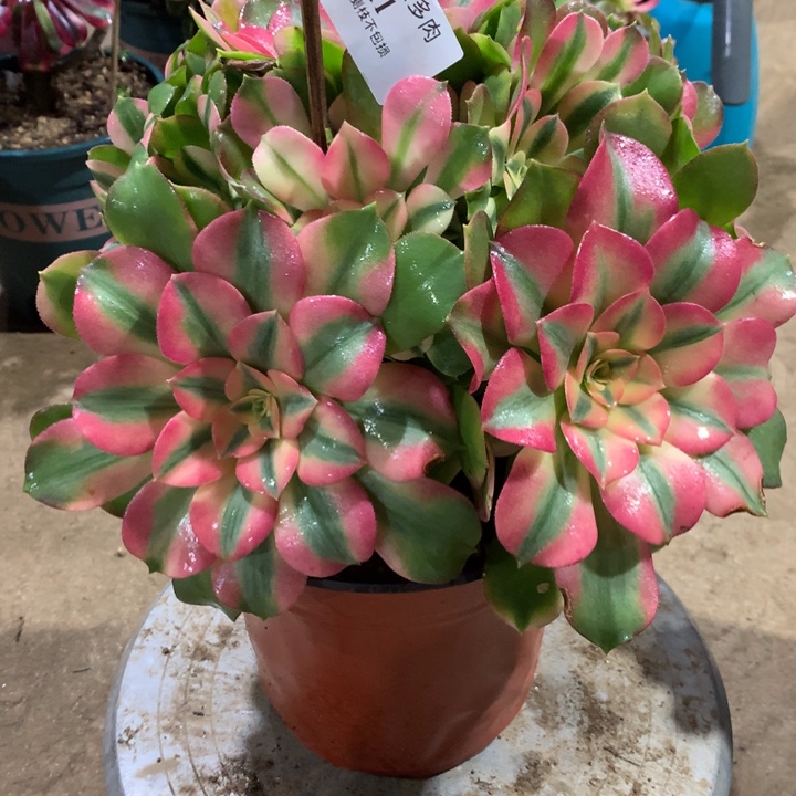 411香妃多肉植物特价