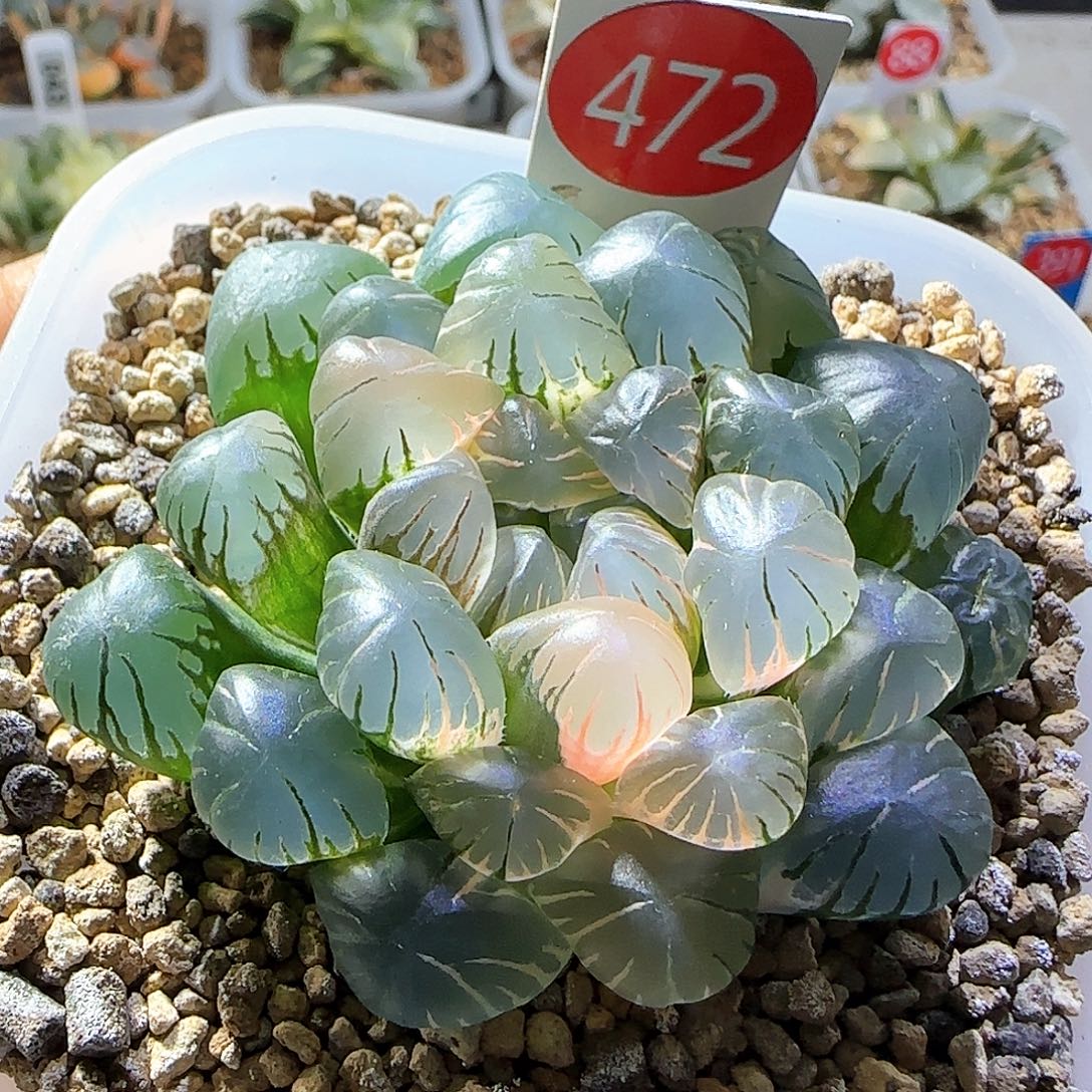 关****472号大窗冰灯玉露锦一物一拍带盆土