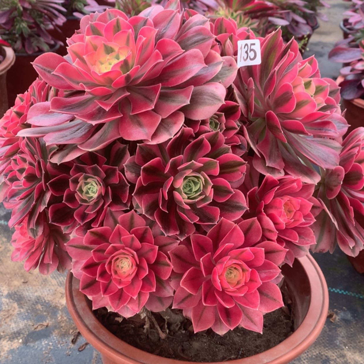 【闪购商品】135粉女巫