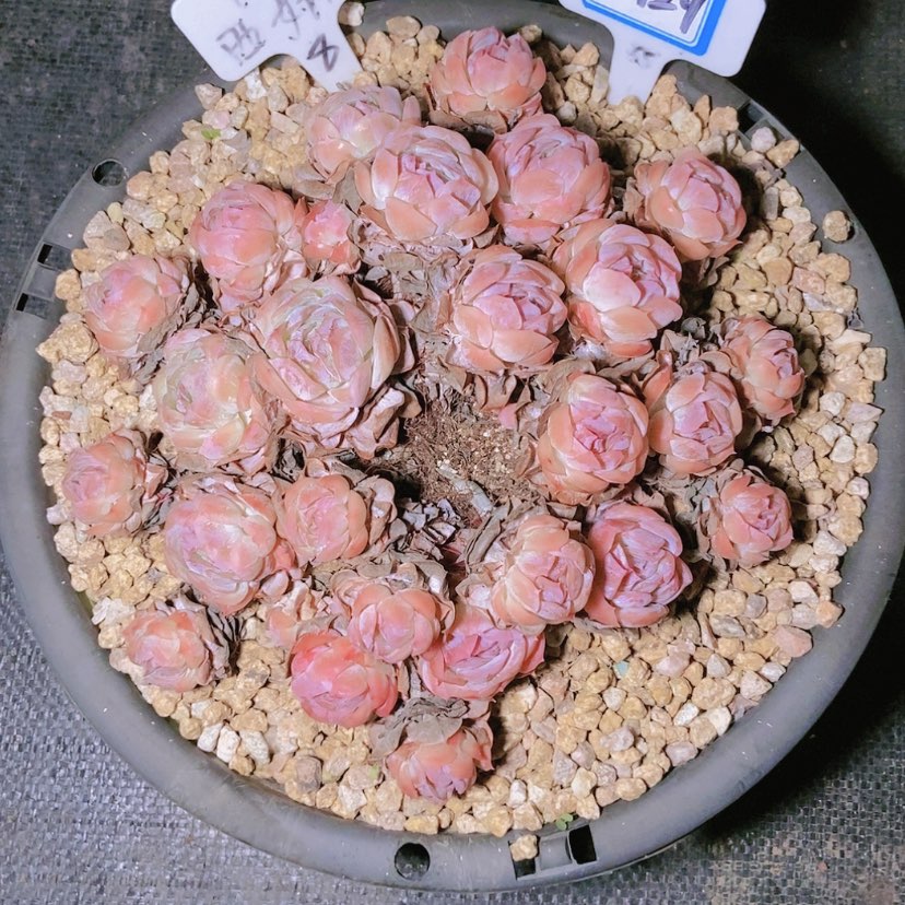 【闪购商品】星*谷0429