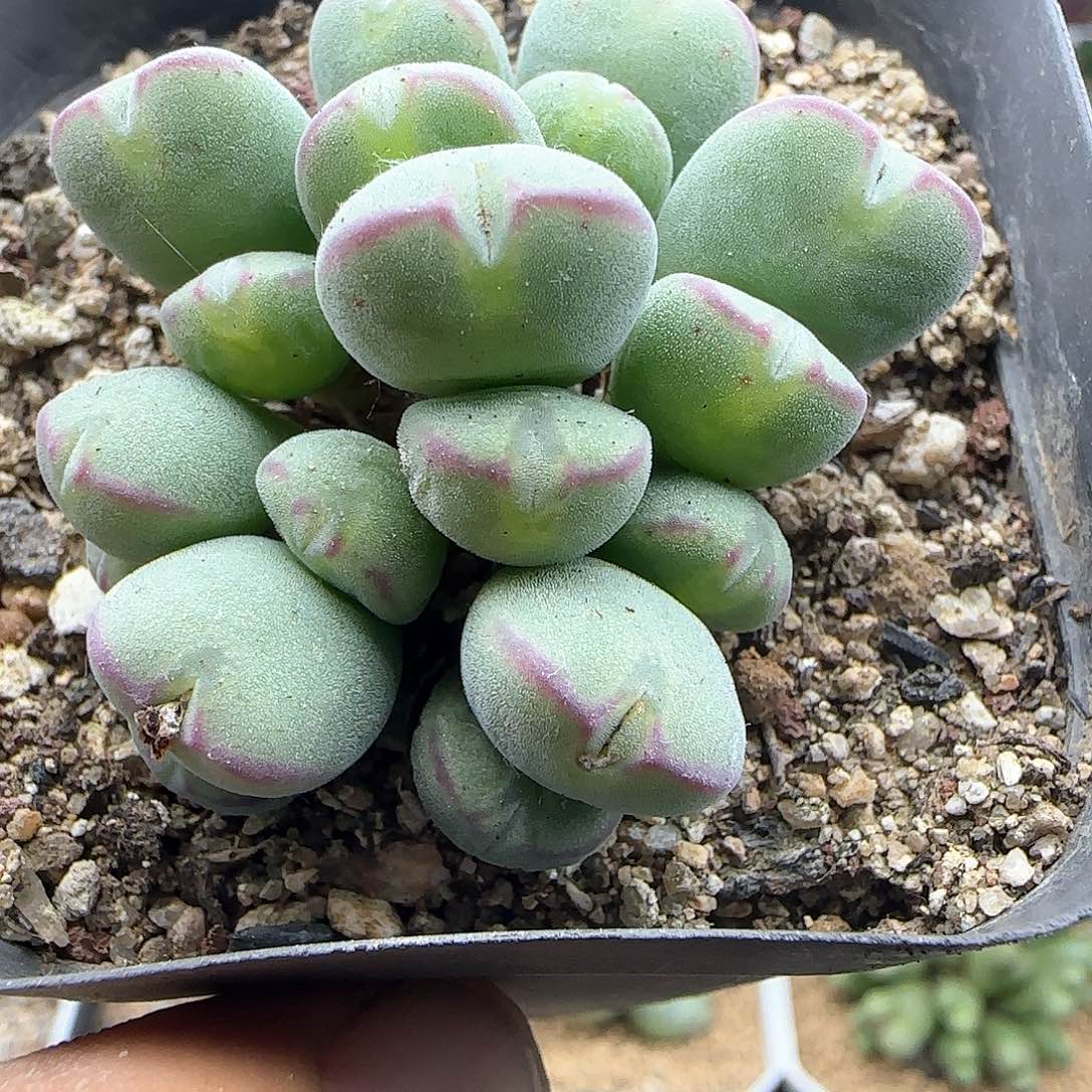 大年初三快乐23237