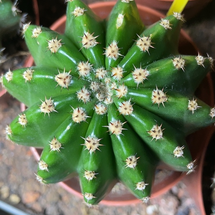 429号高耸短刺彩草