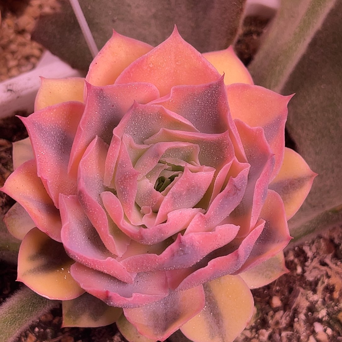 尚品园艺福利锦可落地8463