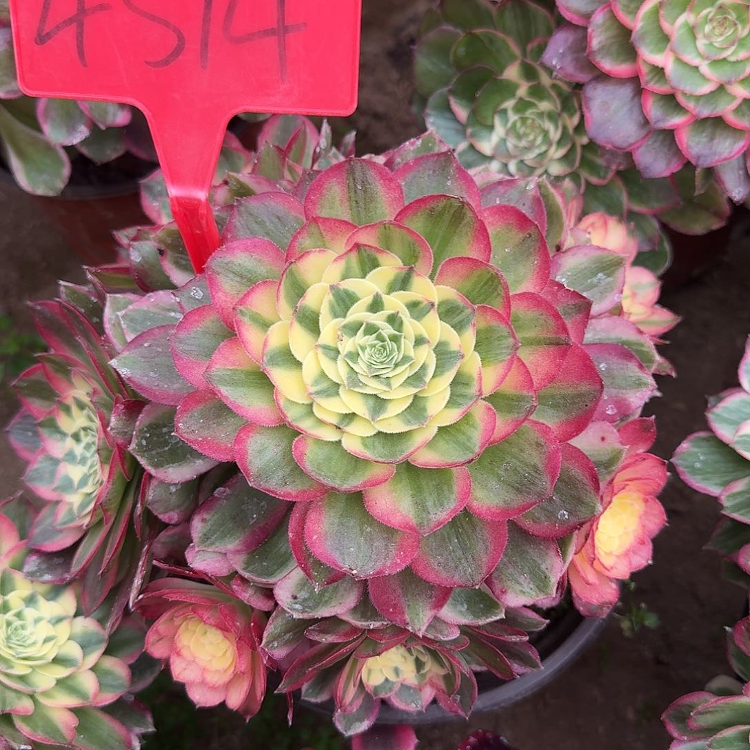 4514海仙多肉法师