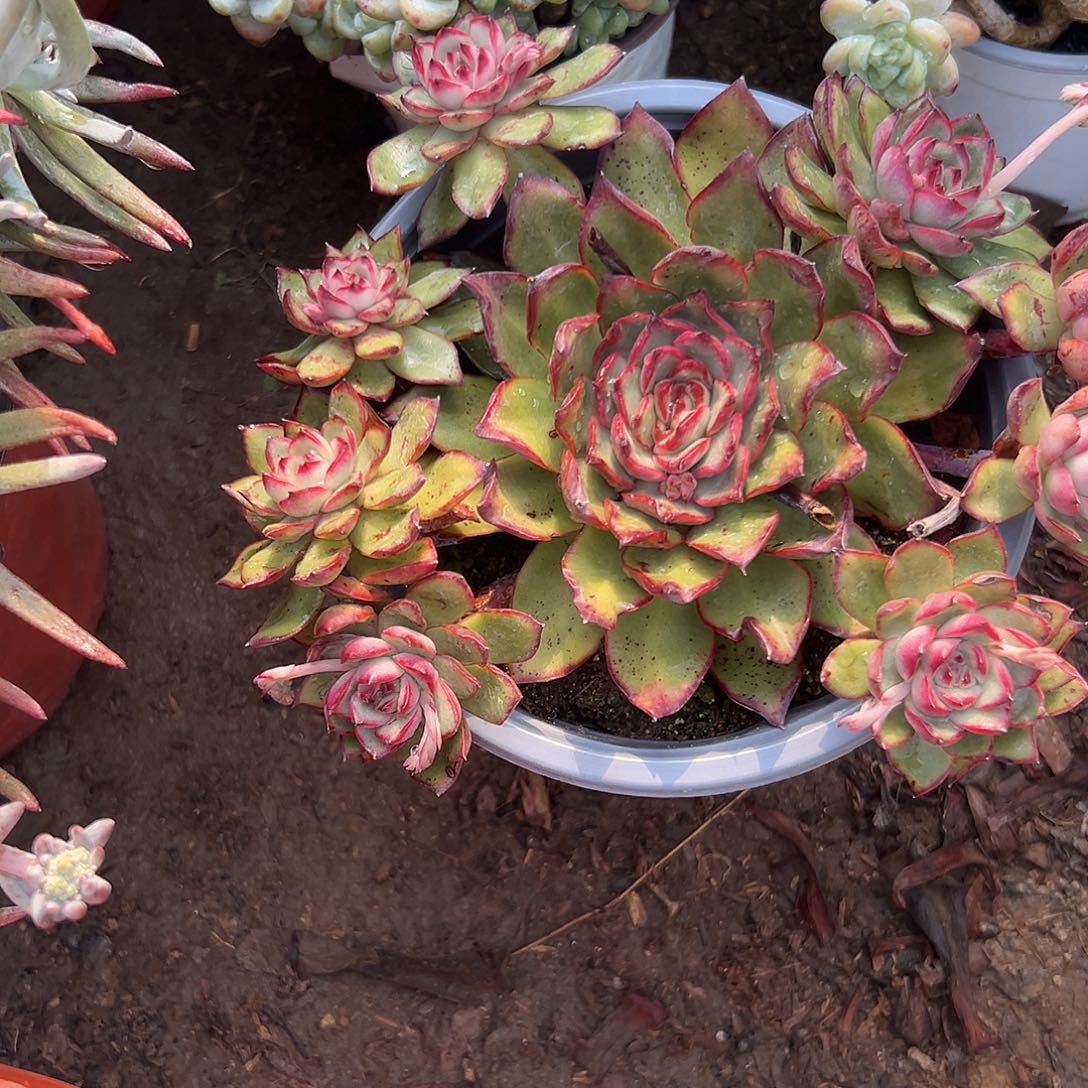 多肉植物保利安娜