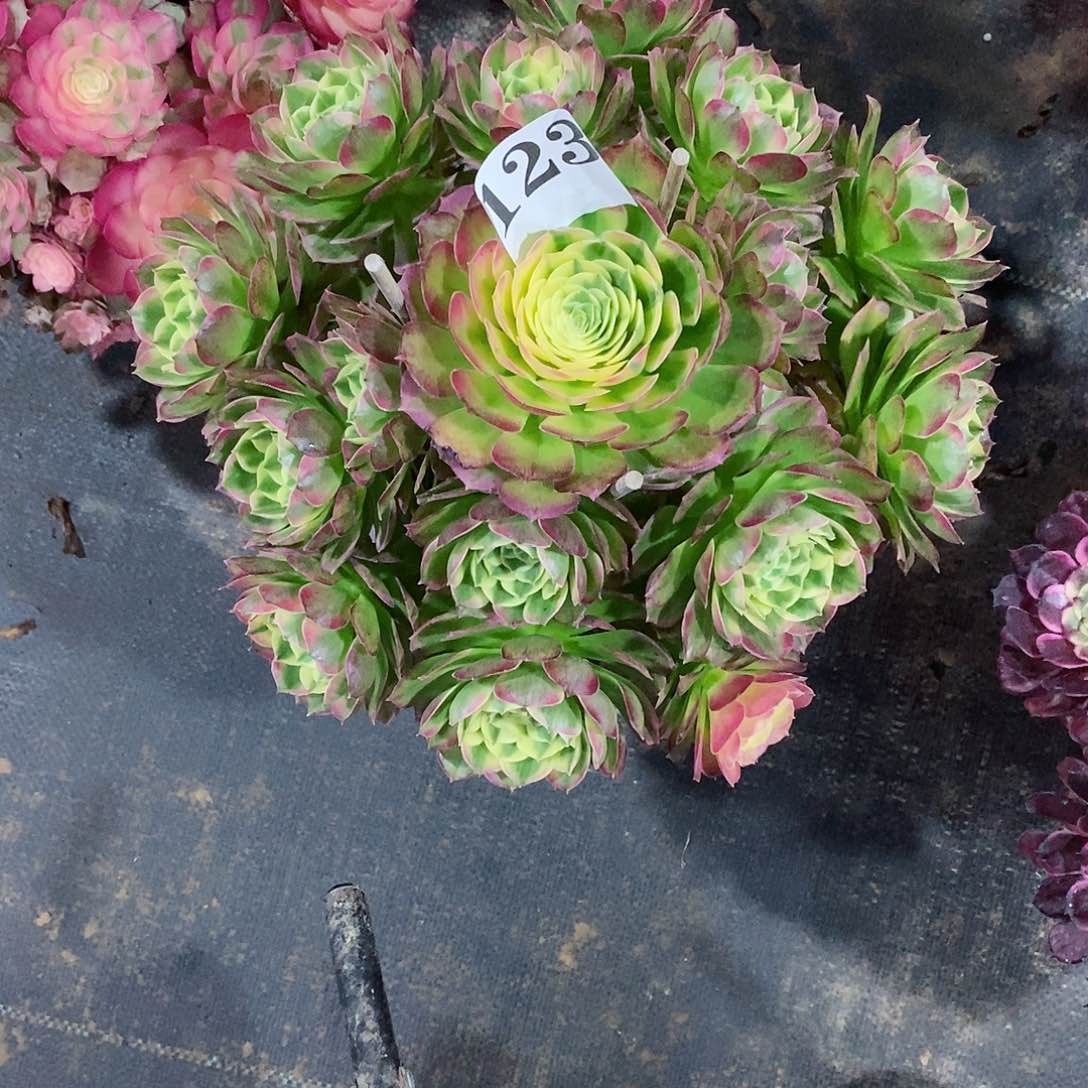 海王123多肉法师植物