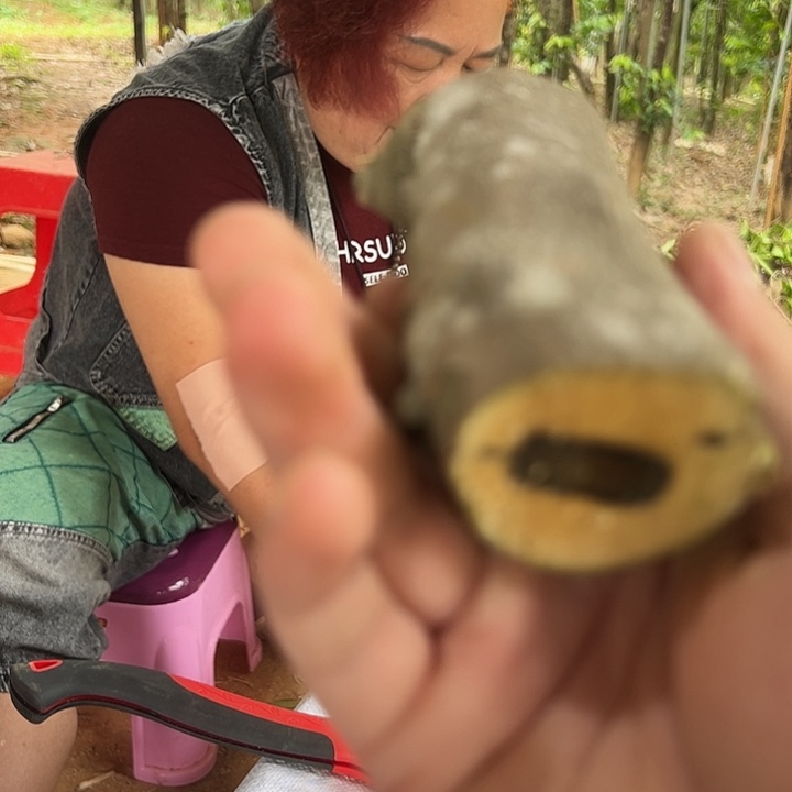 线香优**U奇楠沉香原木段