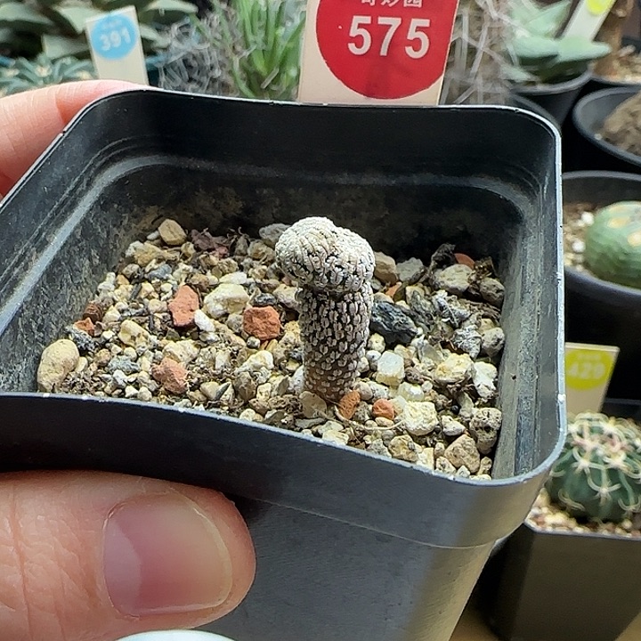 实生连线双头精巧殿一棵36877