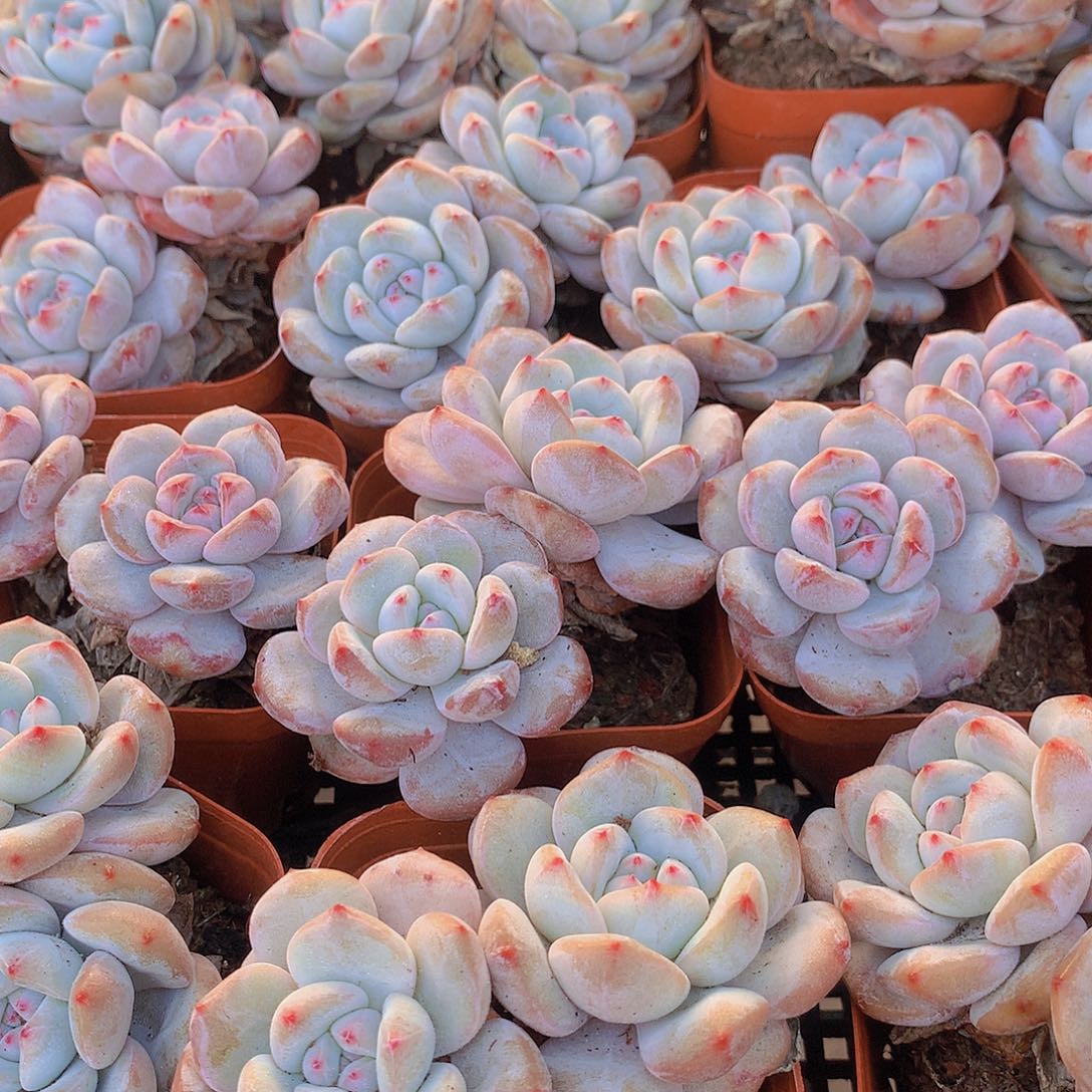 2颗石榴籽双头356477889999