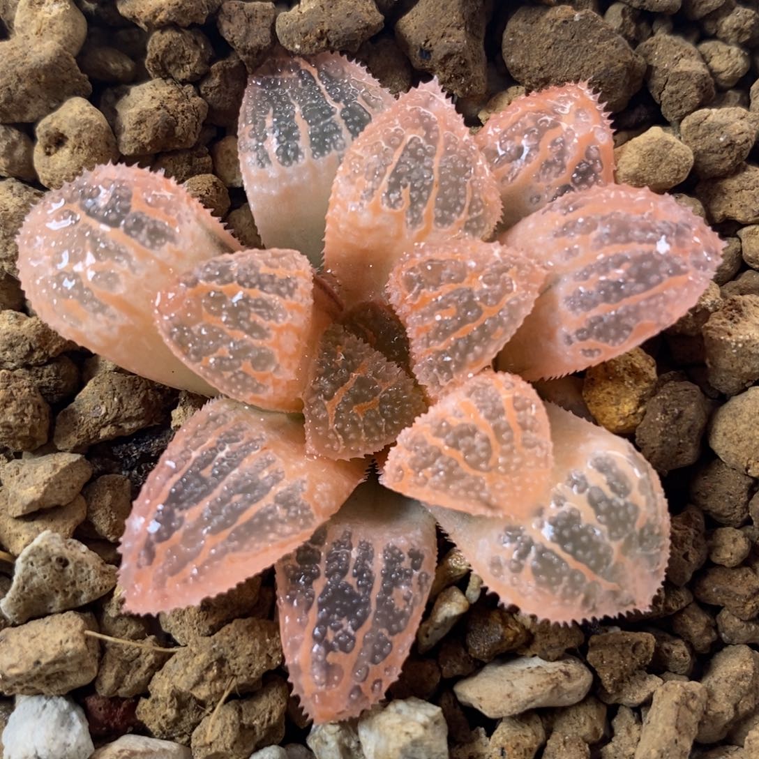 567糊斑具味城锦一物一拍