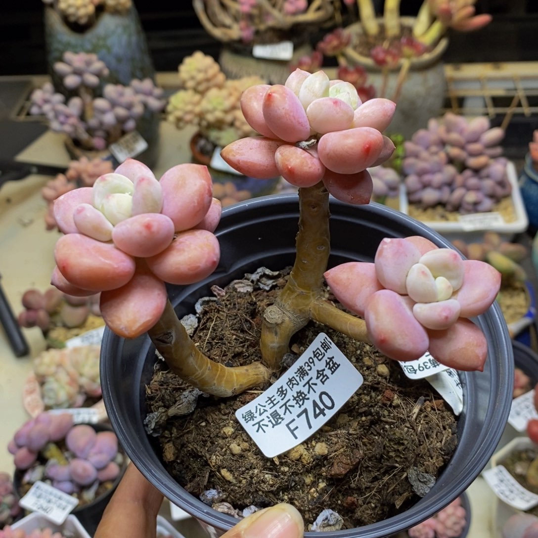 740樱花洛神多肉有砍