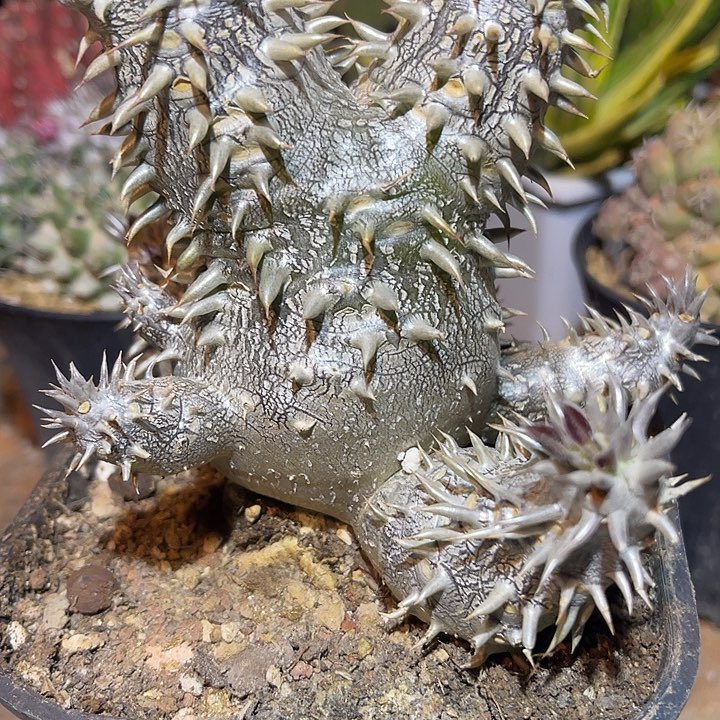 满38包邮2天凑单，脱土晾根发货多肉植物惠比大黑