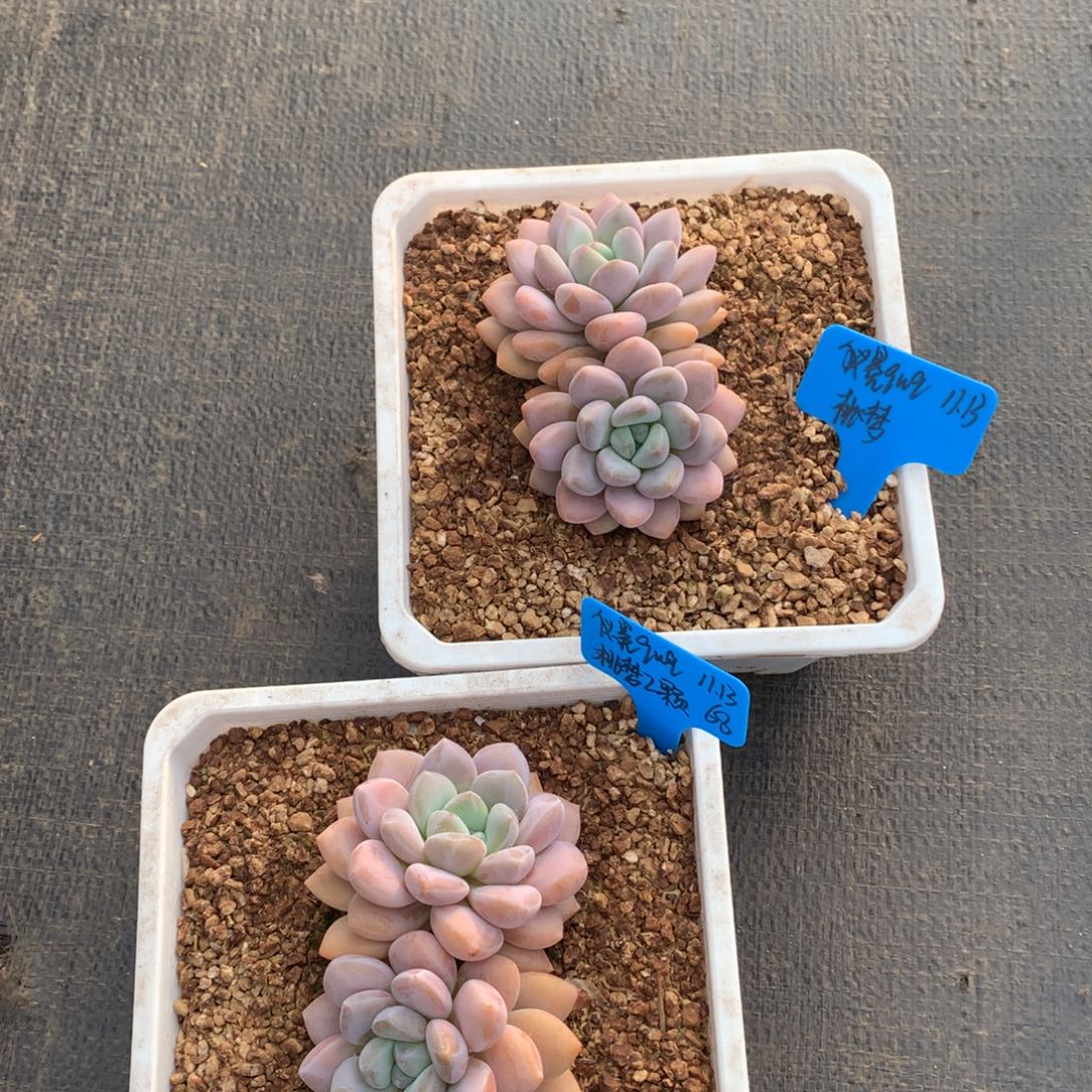 仪***q我们家的小仙女们