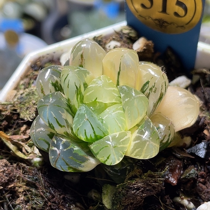 515卜卜紫锦特选福利