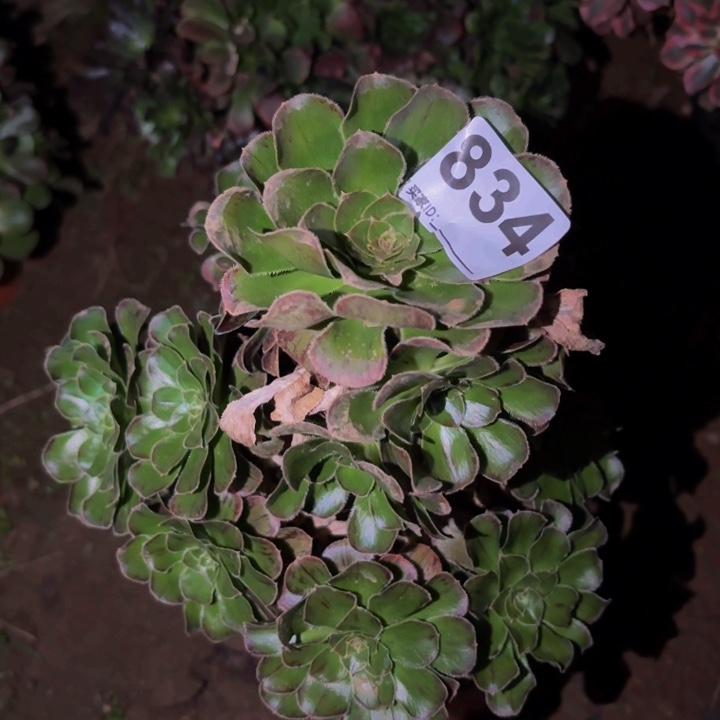 834拉丝锦法师木质的