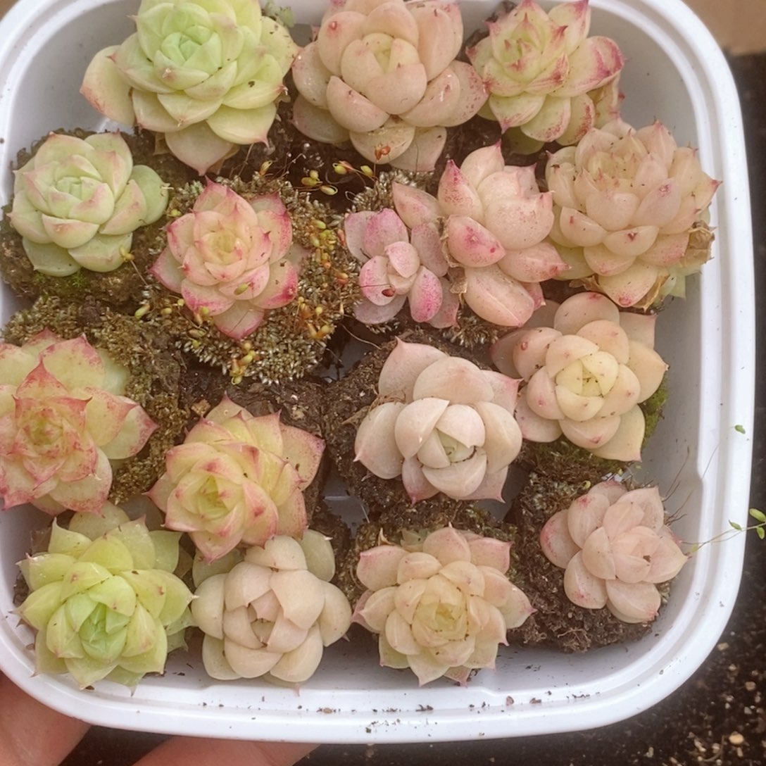 2-825 新疆西藏内蒙不发其他一单包邮两到三公分多肉