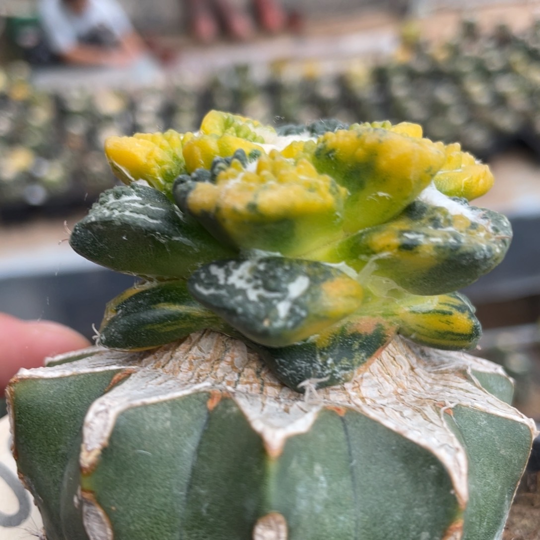 全部花朵拉丝纹锦散斑龟甲牡丹锦083