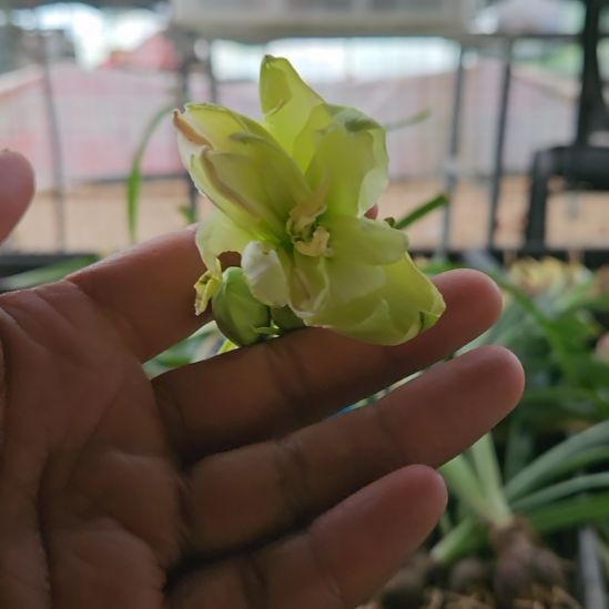 完全开放自育朱顶红，重瓣，未知花色