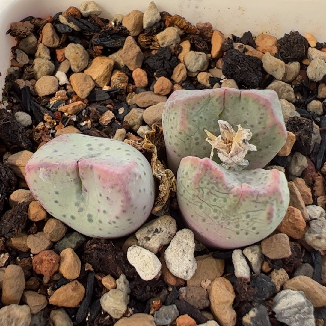 027多肉植物百科