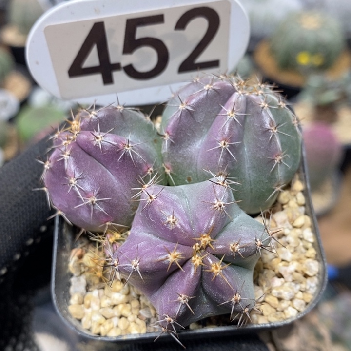 ?***啾专拍452号群生微刺虾