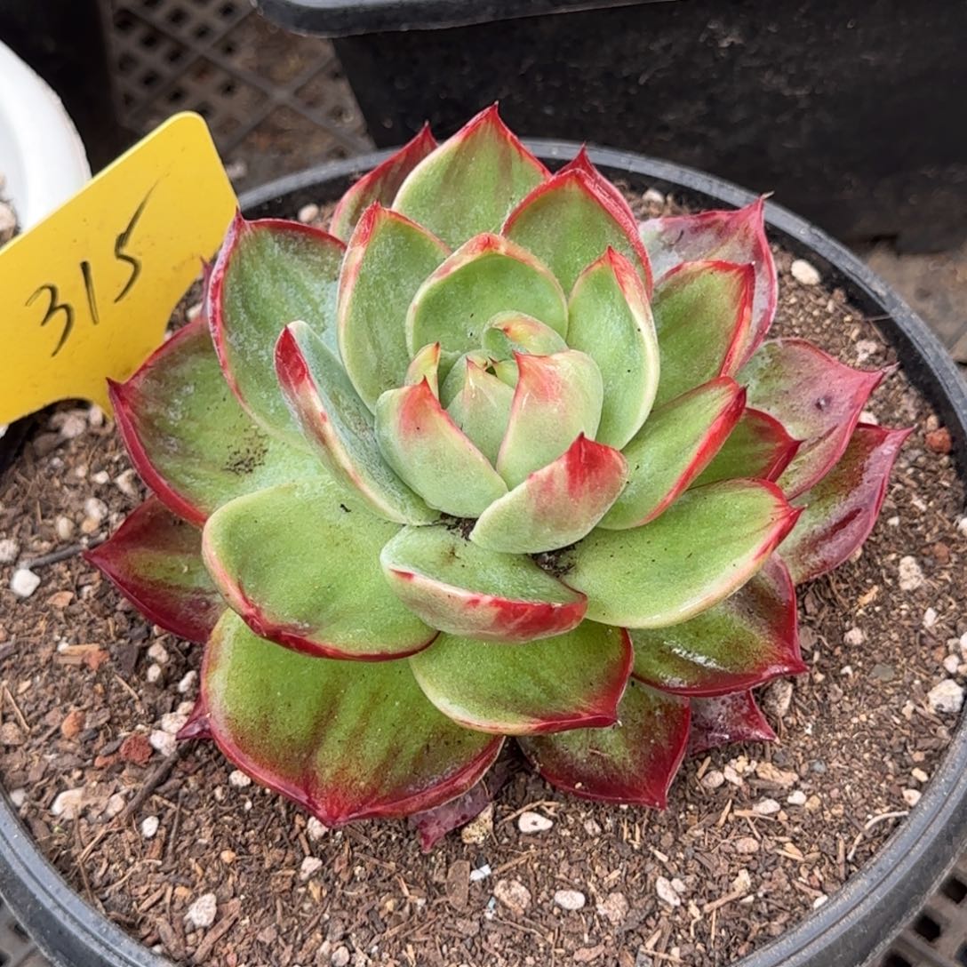 惊鸿一物一拍包装收缩花旱315