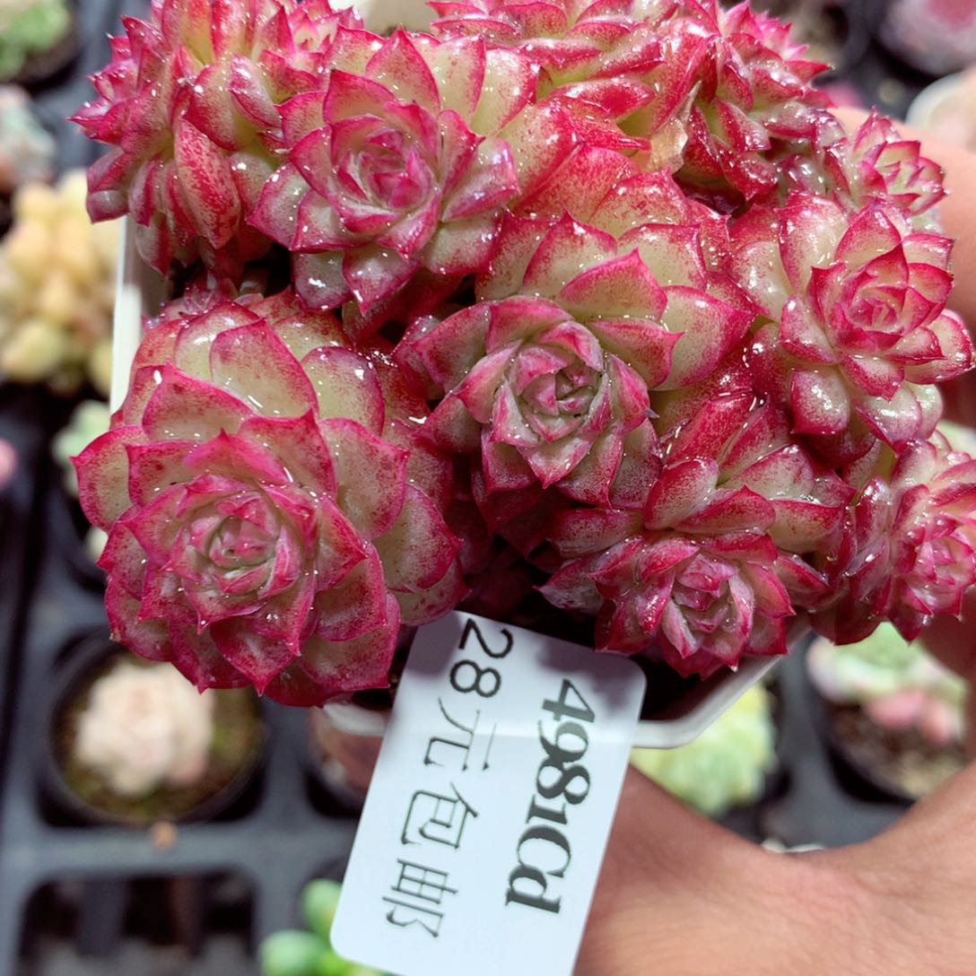 5厘米盆精控多肉4981