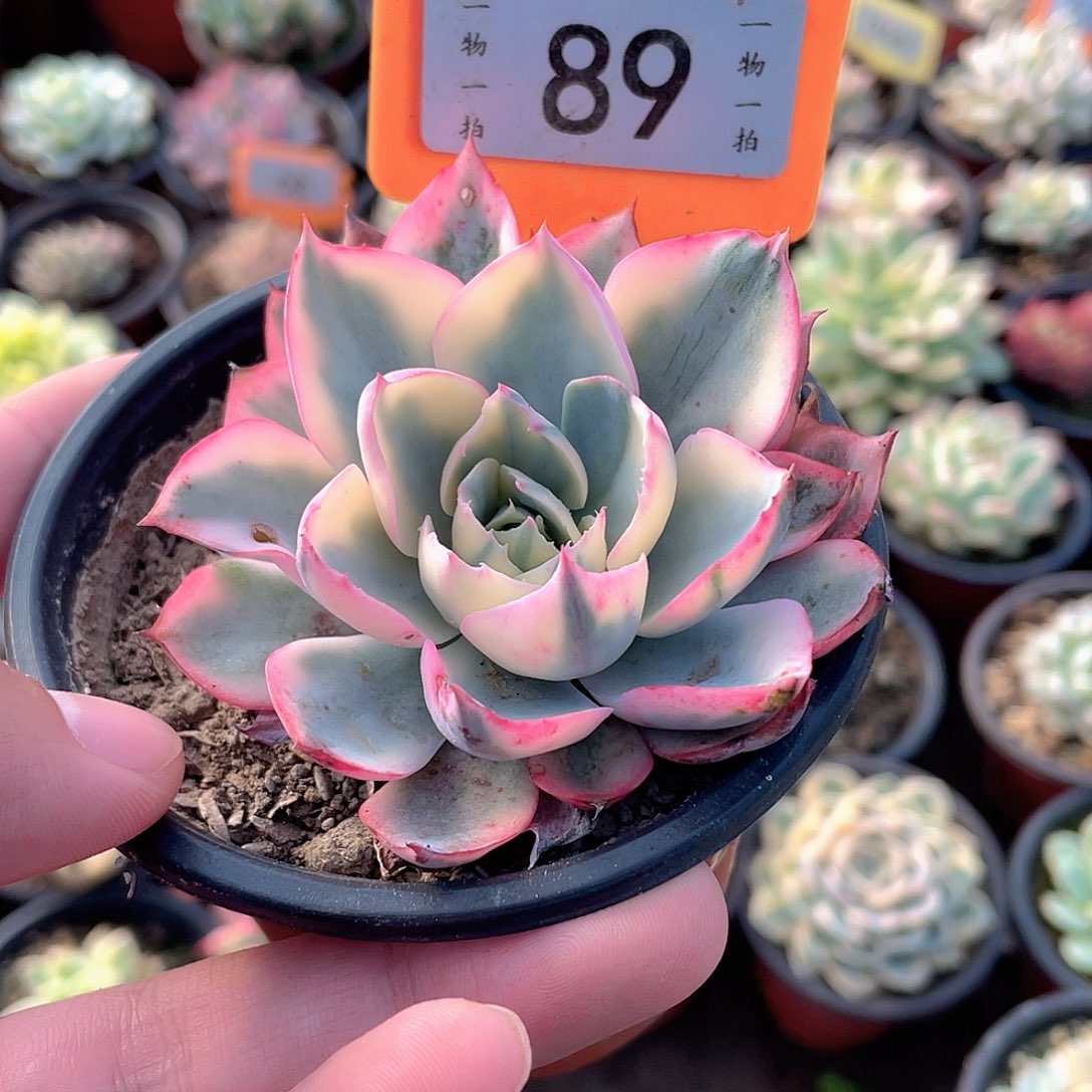 89号阿美星锦多肉植物