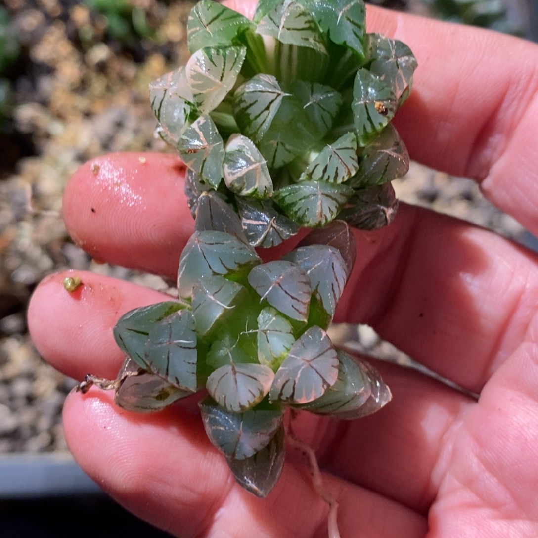 逍***雷1777 两颗一起 福利。 