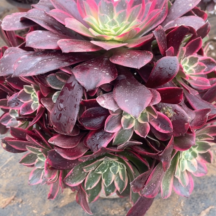 756多肉植物金丝雀