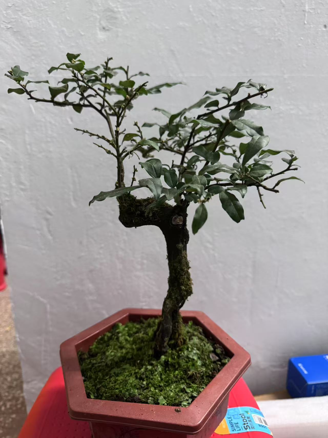 直播间自选金弹子盆景