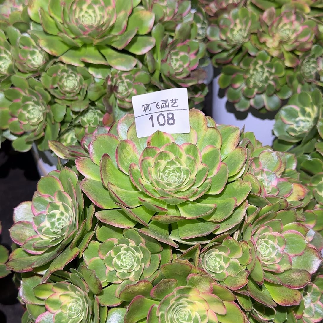 108多肉 海王变异 寄养