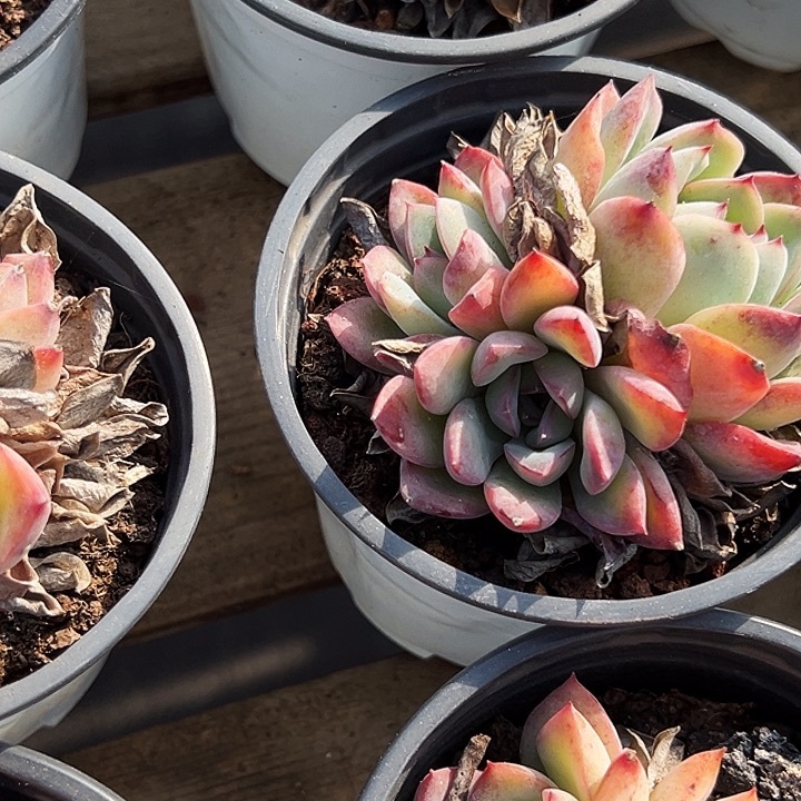 团 040   两盆  多头 荷花