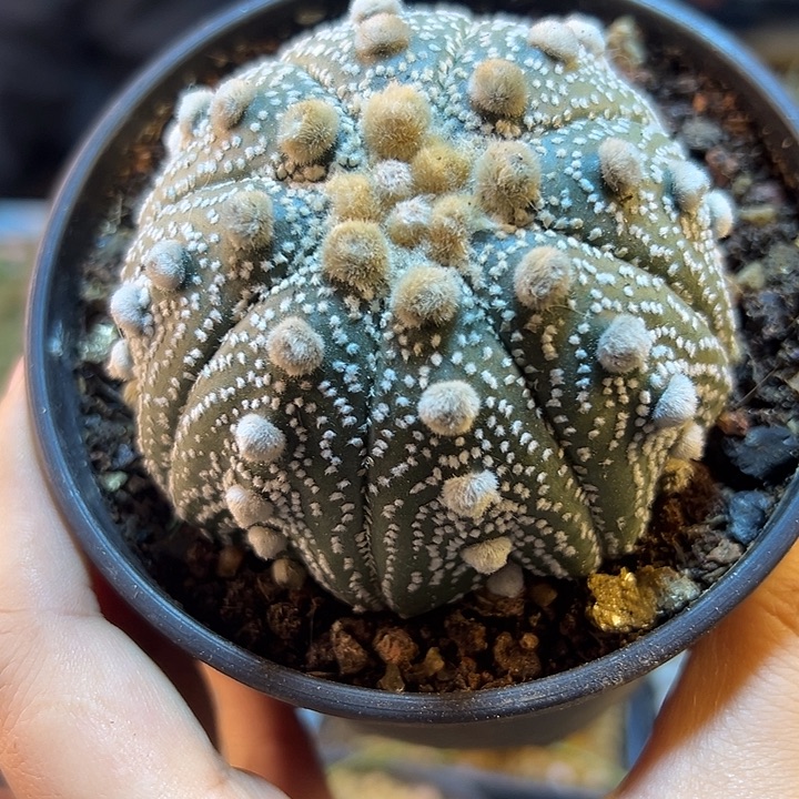 14号自根海星奇迹兜7.2公分