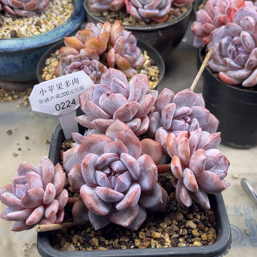 粉底紫心224/16cm5头