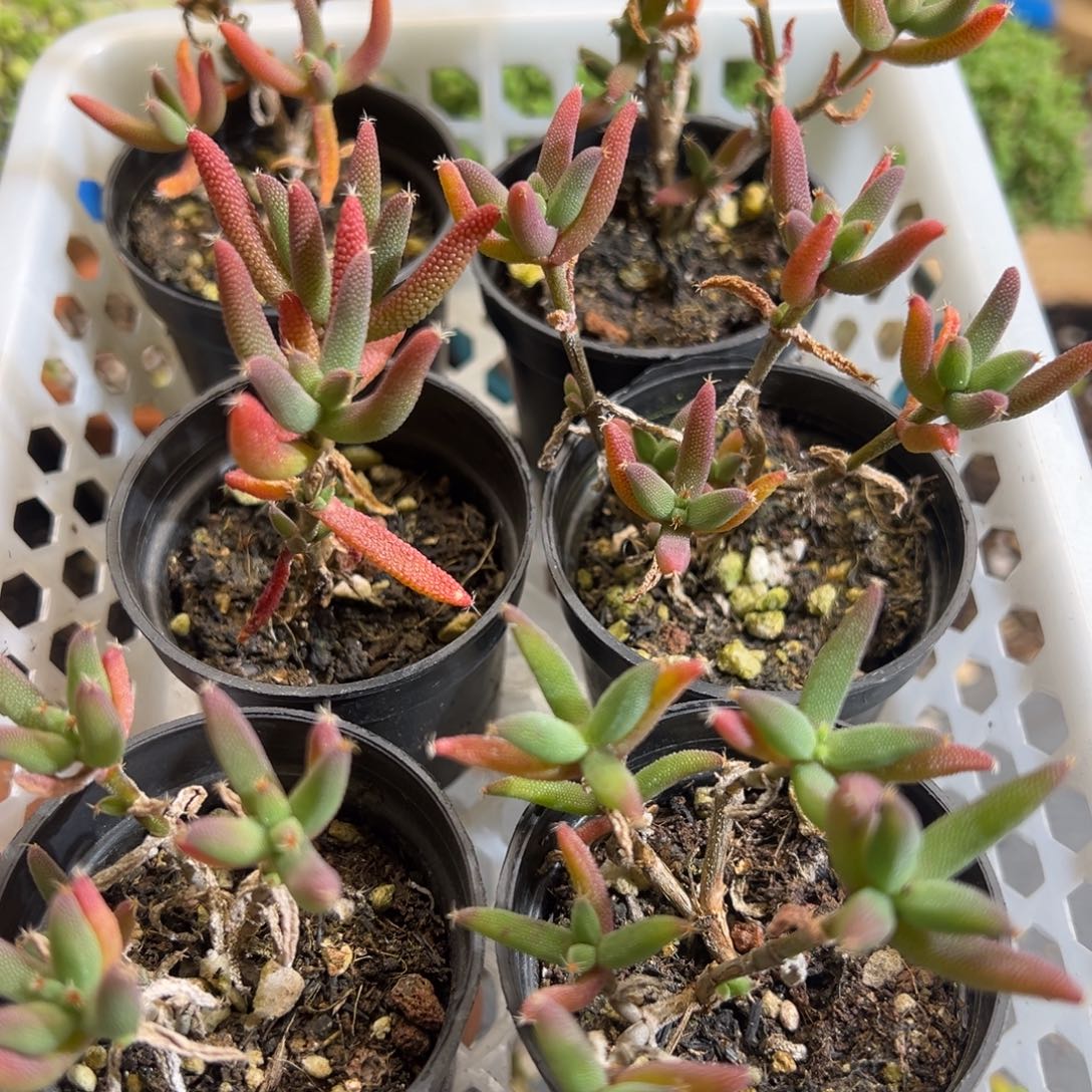 玉米50杯老桩福利