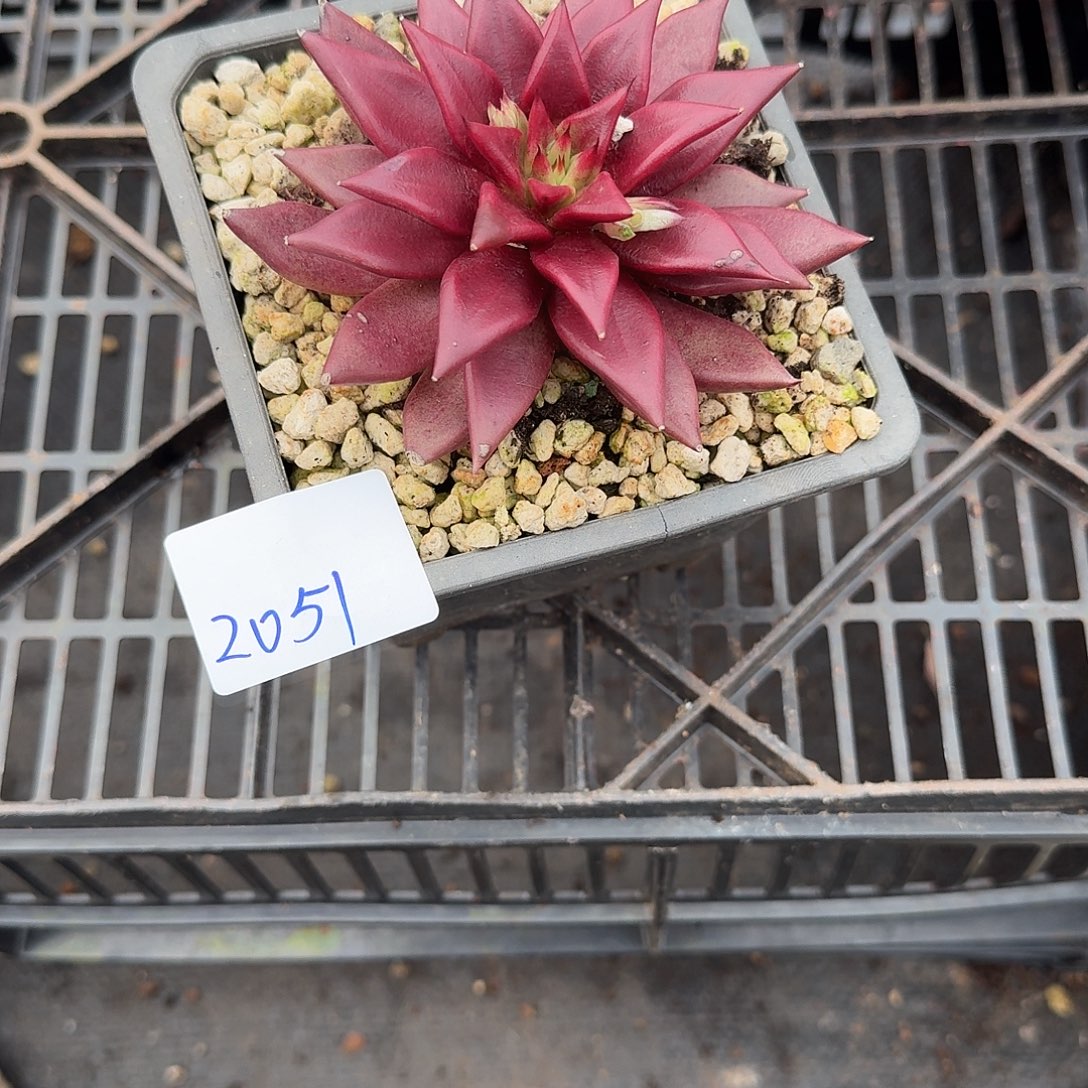包***12051罗宾多肉植物