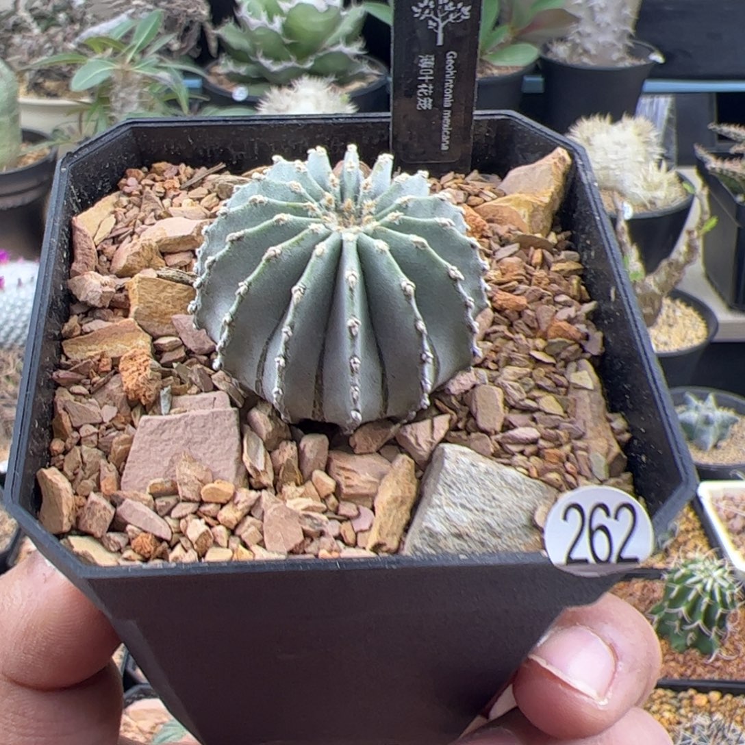 薄叶花笼实生一物一拍262