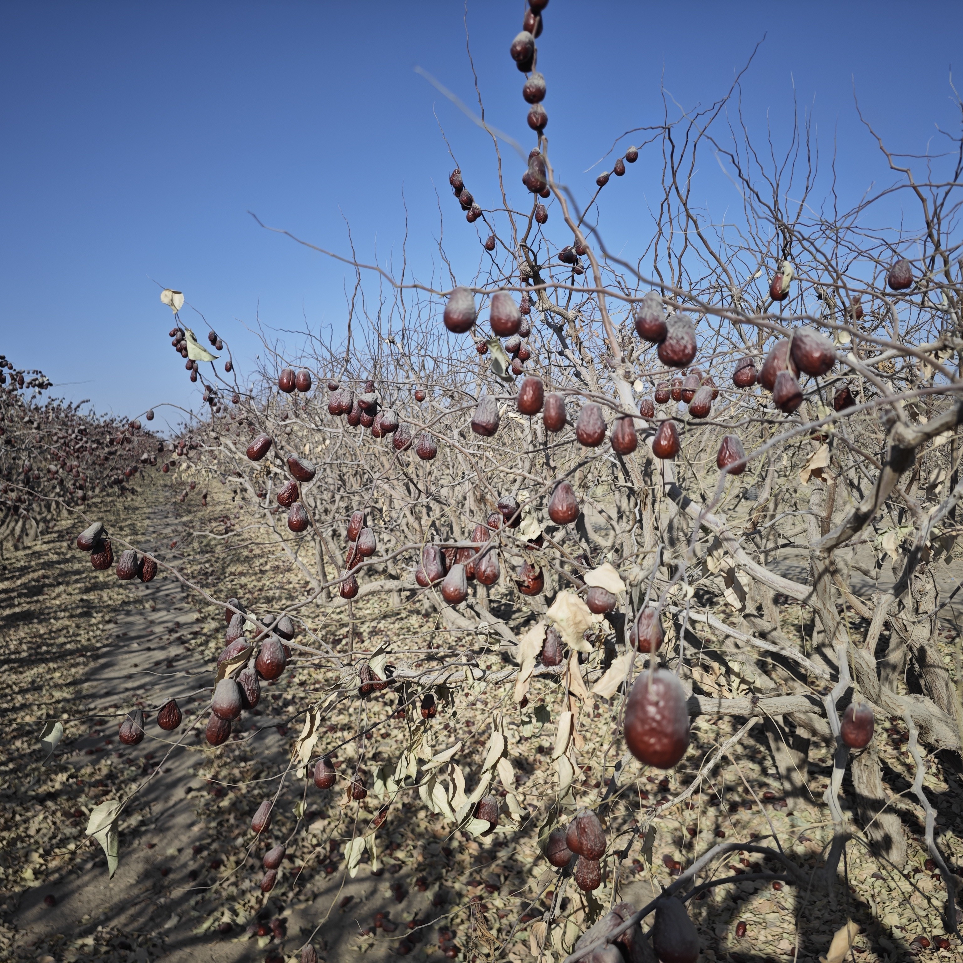 新疆和田大枣带土吊干红枣未清洗原生态沙漠枣新疆直发