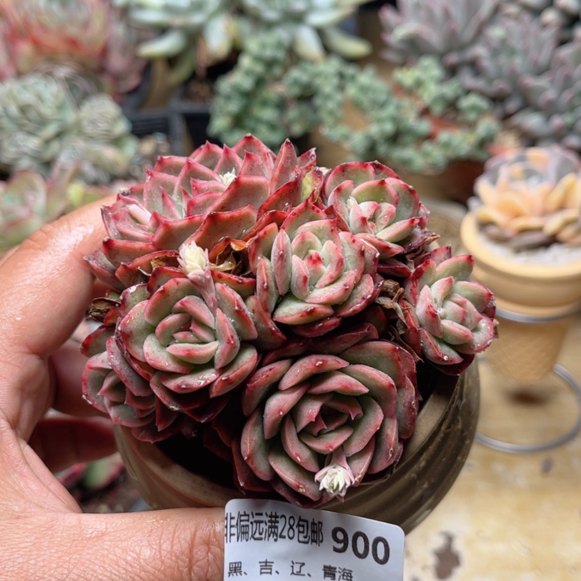 【闪购商品】900新品