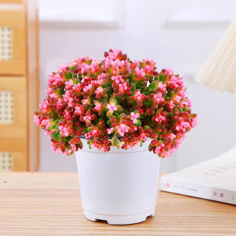 {大盆七彩龙珠} 带盆土发  新手好养活 室内外养 金喜多肉