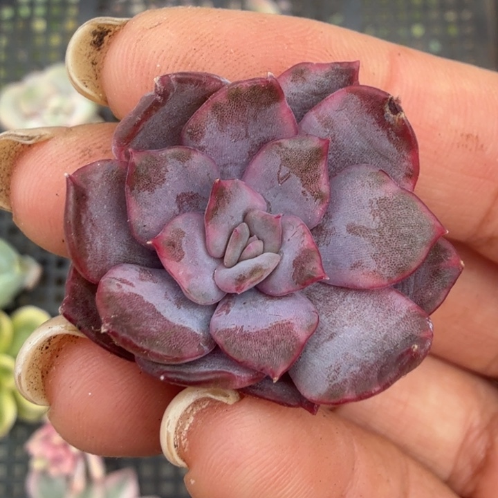 暗冰锦 腹轮锦无根