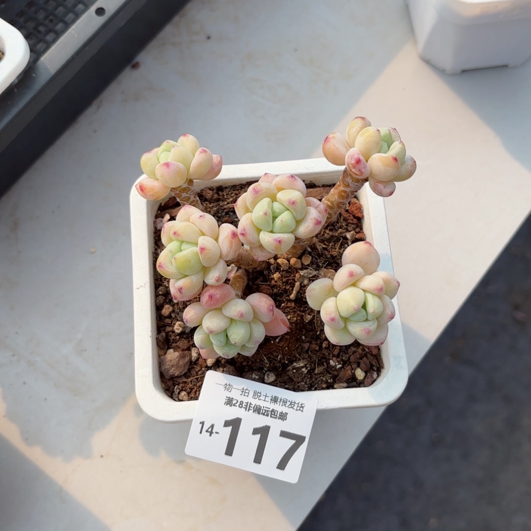 樱花罗绮老桩多肉